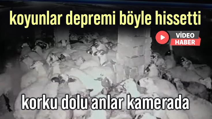 Koyunlar Depremi Böyle Hissetti: Korku Dolu Anlar Kamerada