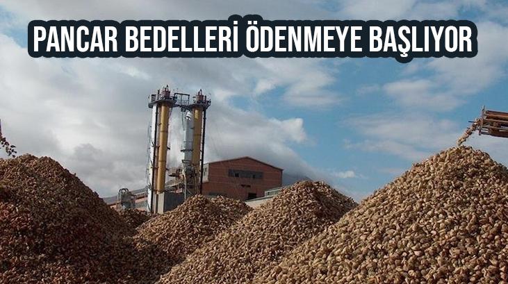 Pancar Bedelleri Ödenmeye Başlıyor