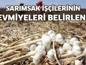 Sarımsak Işçilerinin Yevmiyeleri Belirlendi