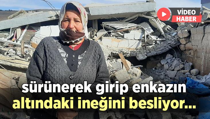 Sürünerek Girip Enkazın Altındaki Ineğini Besliyor