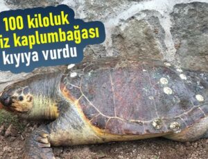 100 kiloluk deniz kaplumbağası kıyıya vurdu