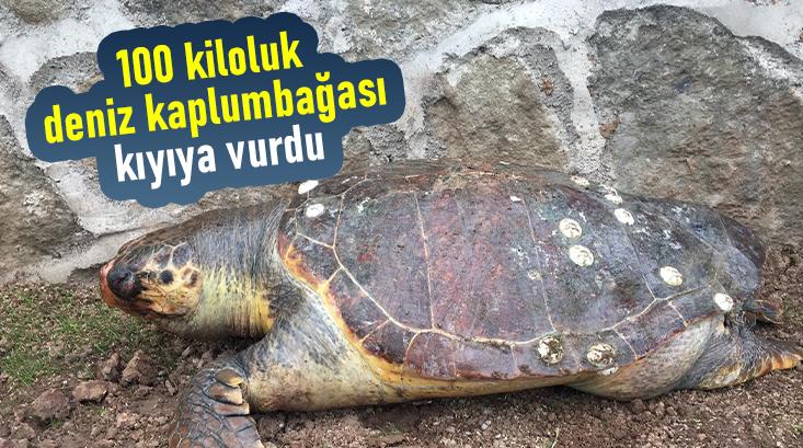 100 Kiloluk Deniz Kaplumbağası Kıyıya Vurdu