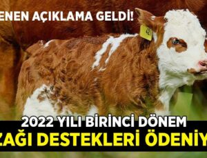 2022 Yılı Birinci Dönem Buzağı Destekleri Ödeniyor