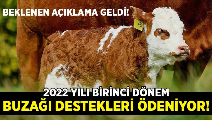 2022 Yılı Birinci Dönem Buzağı Destekleri Ödeniyor