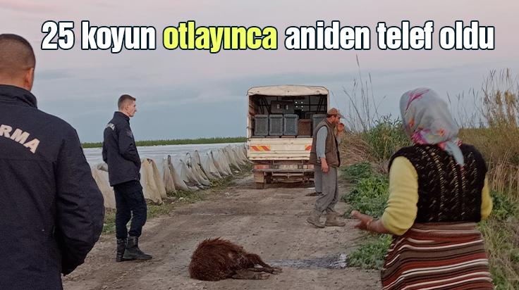 25 Koyun Otlayınca Aniden Telef Oldu