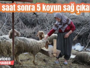 605 Saat Sonra 5 Koyun Sağ Çıkarıldı