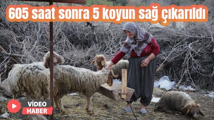 605 Saat Sonra 5 Koyun Sağ Çıkarıldı