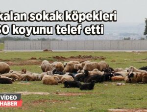 Aç Kalan Sokak Köpekleri 30 Koyunu Telef Etti