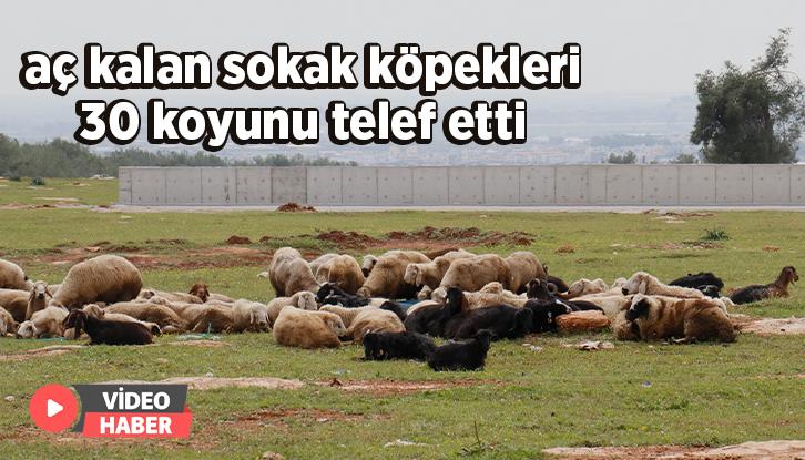 Aç Kalan Sokak Köpekleri 30 Koyunu Telef Etti