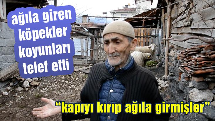 Ağıla Giren Köpekler Koyunları Telef Etti