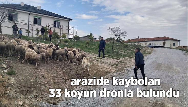 Arazide Kaybolan 33 Koyun Dronla Bulundu