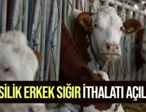 Besilik Erkek Sığır Ithalatı Açıldı