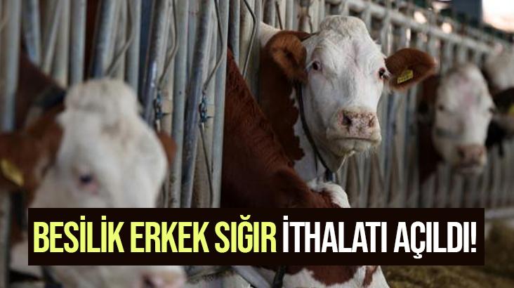 Besilik Erkek Sığır Ithalatı Açıldı