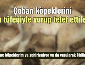 Çoban Köpeklerini Av Tüfeğiyle Vurup Telef Ettiler