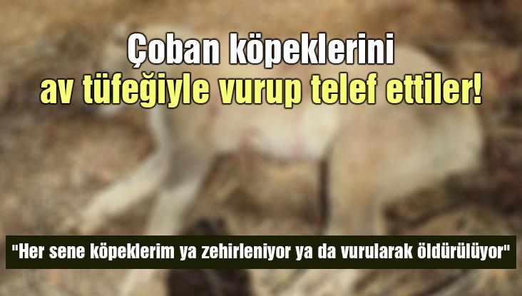 Çoban Köpeklerini Av Tüfeğiyle Vurup Telef Ettiler