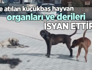 Çöpe Atılan Küçükbaş Hayvan Organları Ve Derileri Isyan Ettirdi