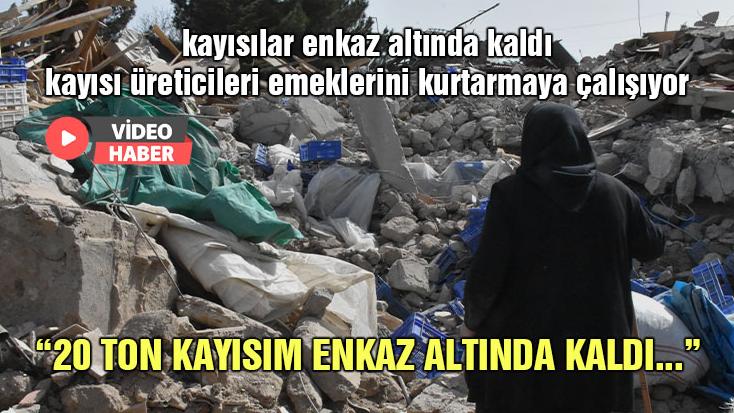 Deprem Bölgesinde Kayısı Üreticileri Emeklerini Kurtarmaya Çalışıyor