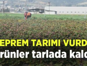 Deprem Tarımı Da Vurdu: Ürünler Tarlada Kaldı