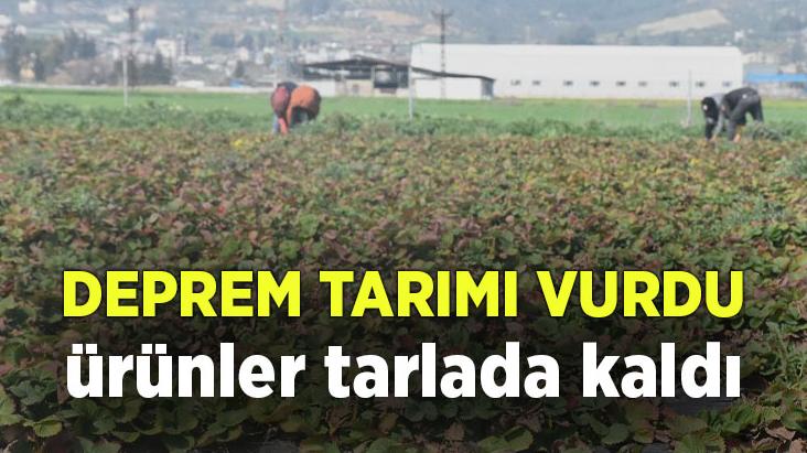 Deprem Tarımı Da Vurdu: Ürünler Tarlada Kaldı