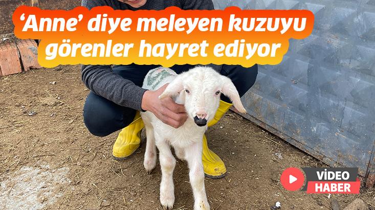 ‘Anne’ Diye Meleyen Kuzuyu Görenler Hayret Ediyor