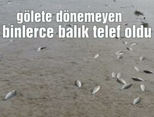 Gölete Dönemeyen Binlerce Balık Telef Oldu