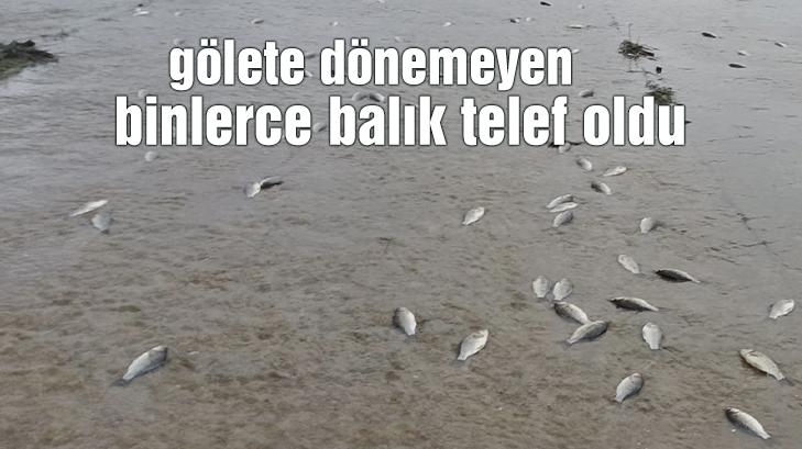 Gölete Dönemeyen Binlerce Balık Telef Oldu