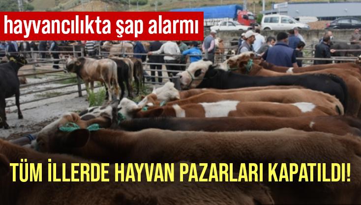 Hayvancılıkta Şap Alarmı: Tüm Illerde Hayvan Pazarları Kapatıldı!