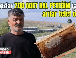 Hırsızlar 700 Adet Bal Peteğini Çaldı, Arılar Telef Oldu