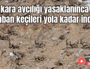 Kara Avcılığı Yasaklanınca Yaban Keçileri Yola Kadar Indi