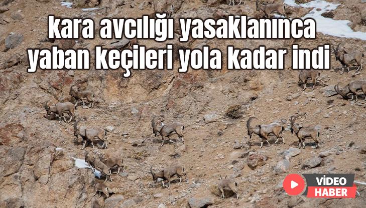 Kara Avcılığı Yasaklanınca Yaban Keçileri Yola Kadar Indi