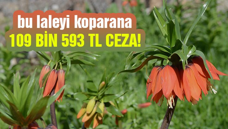 Bu Laleyi Koparana 109 Bin 593 Tl Ceza!