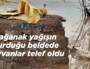 Sağanak Yağışın Vurduğu Beldede Hayvanlar Telef Oldu