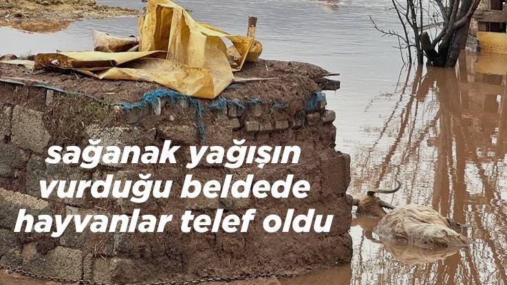 Sağanak Yağışın Vurduğu Beldede Hayvanlar Telef Oldu