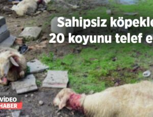 Sahipsiz Köpekler 20 Koyunu Telef Etti