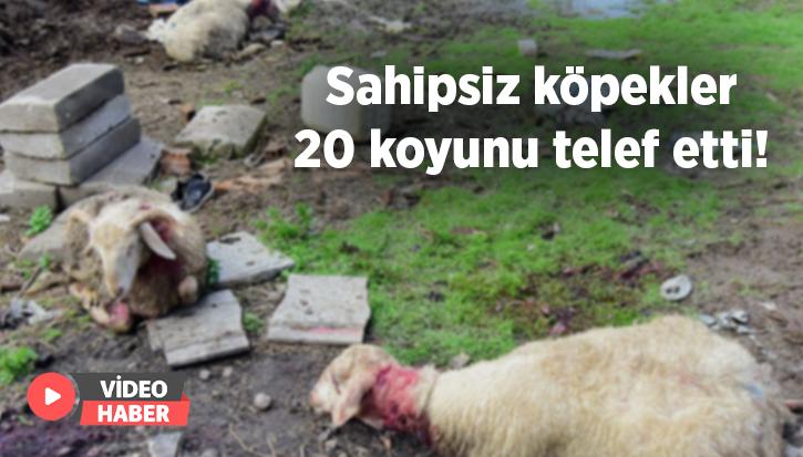 Sahipsiz Köpekler 20 Koyunu Telef Etti