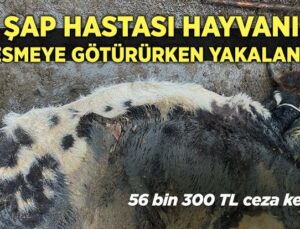 Şap Hastası Hayvanı Kesmeye Götürürken Yakalandı!