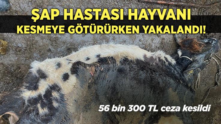 Şap Hastası Hayvanı Kesmeye Götürürken Yakalandı!