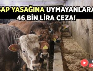 Şap Yasağına Uymayanlara 46 Bin Lira Ceza!