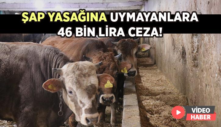 Şap Yasağına Uymayanlara 46 Bin Lira Ceza!