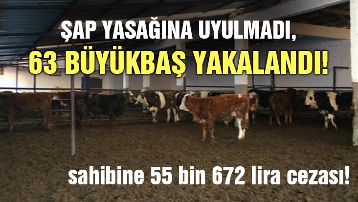 Şap Yasağına Uyulmadı, 63 Büyükbaş Yakalandı!