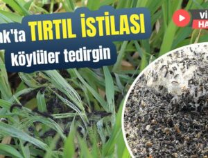 Şırnak’Ta Tırtıl Istilası, Köylüler Tedirgin