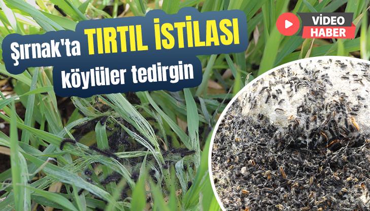 Şırnak’Ta Tırtıl Istilası, Köylüler Tedirgin