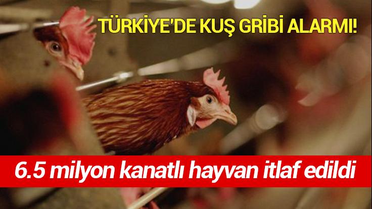 Türkiye’De Kuş Gribi Alarmı! 6.5 Milyon Kanatlı Hayvan Itlaf Edildi