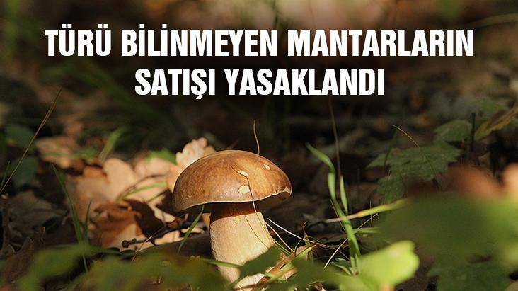 Türü Bilinmeyen Mantarların Satışı Yasaklandı