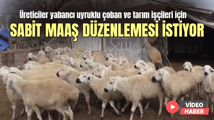 Üreticiler Yabancı Uyruklu Çoban Ve Tarım Işçileri Için Sabit Maaş Düzenlemesi Istiyor