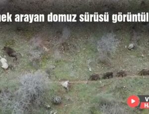 Yemek Arayan Domuz Sürüsü Görüntülendi