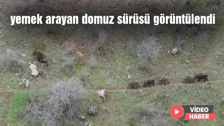 Yemek Arayan Domuz Sürüsü Görüntülendi