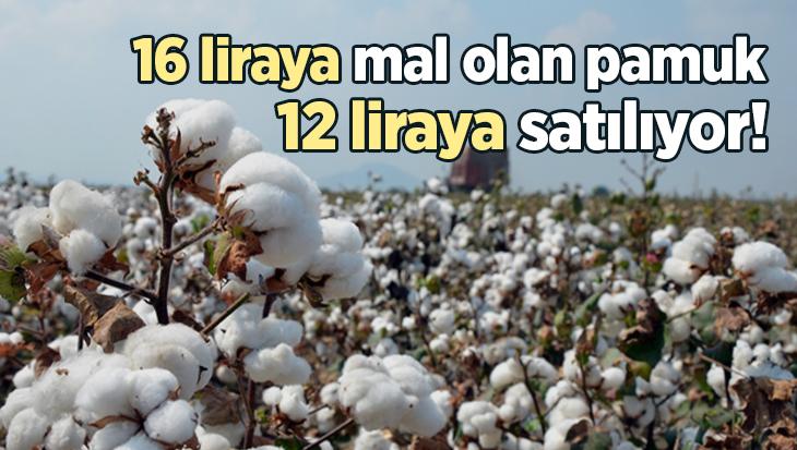 16 Liraya Mal Olan Pamuk 12 Liraya Satılıyor