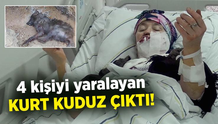 4 Kişiyi Yaralayan Kurt Kuduz Çıktı!