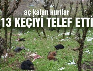 Aç Kalan Kurtlar 13 Keçiyi Telef Etti